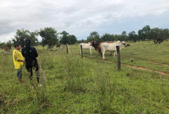 En Vichada, el ICA y los productores trabajan por la sanidad agropecuaria del departamento