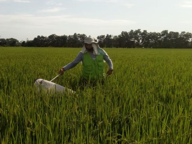En el  Meta el ICA trabaja para  fortalecer la condición fitosanitaria del cultivo  de arroz