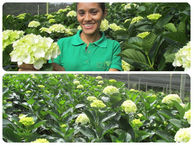 El ICA y el gremio floricultor trabajaron 9 meses para lograr la apertura del mercado brasilero  