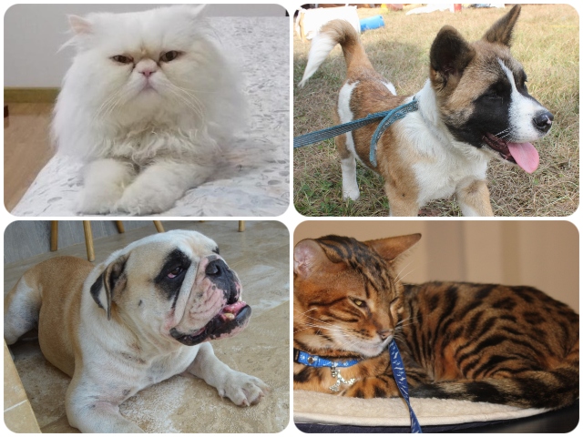 Salida de mascotas al exterior 