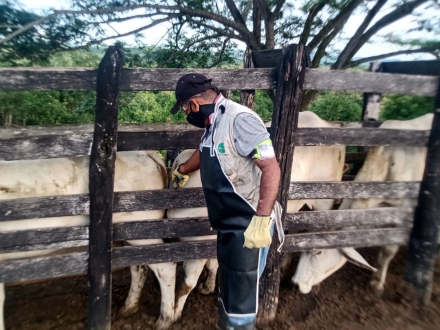 Vacunación contra aftosa avanza en el 80 % del hato en frontera con Venezuela
