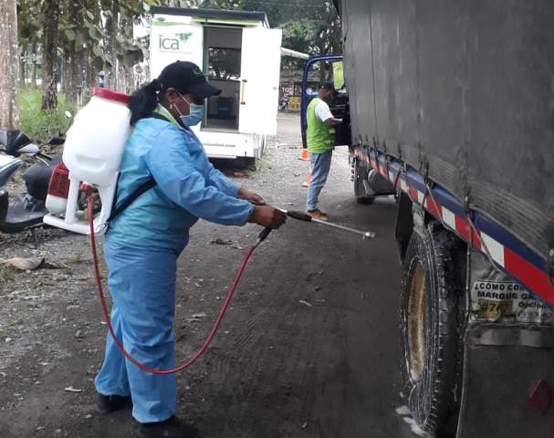 En Antioquia continúan implementando medidas de bioseguridad, para proteger las plantaciones de plátano y banano 