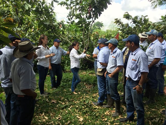 En el Quindío, el ICA socializó proyecto de resolución para el cultivo de cacao