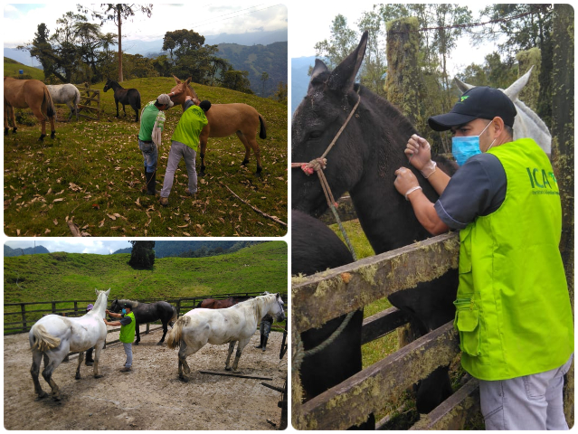 En Caldas, el ICA implementa medidas para prevenir la encefalitis equina venezolana en el departamento