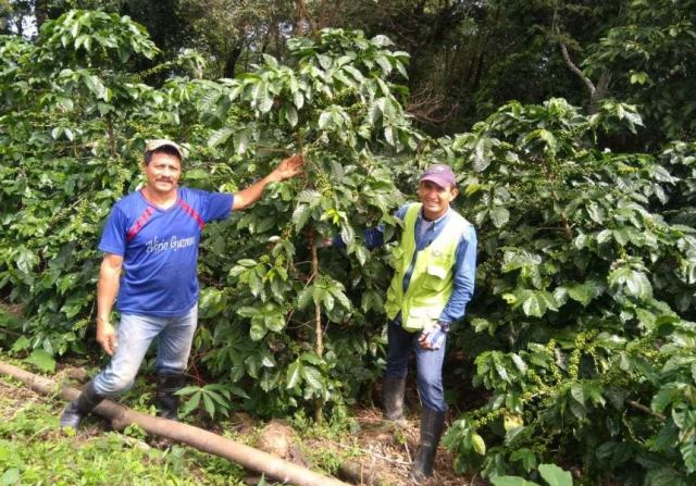 El ICA fortalece la producción de café en Casanare