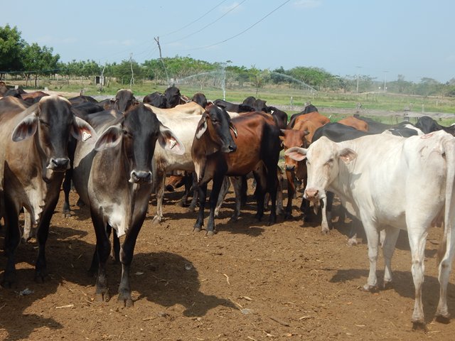 Ganaderos del Atlántico pueden movilizar sus animales sin prueba de tuberculosis 
