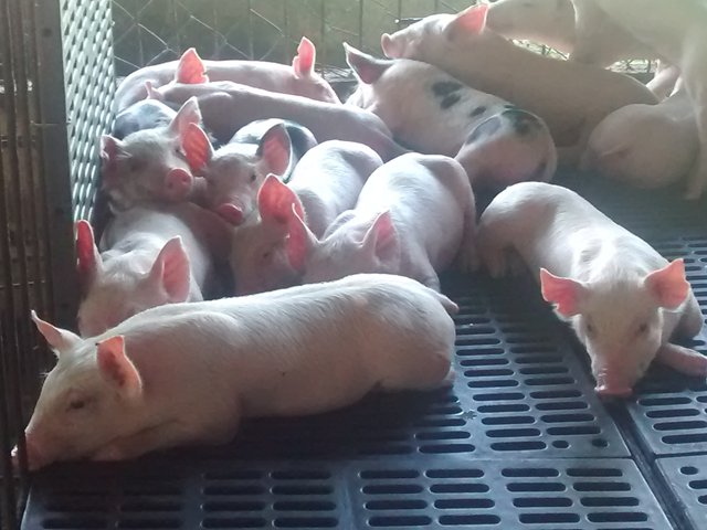 Productores porcícolas deberán vacunar contra la PPC para poder movilizar sus animales