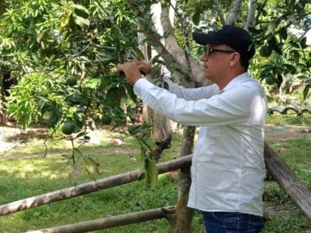 El ICA refuerza la vigilancia fitosanitaria en Arauca para prevenir el HLB en cítricos
