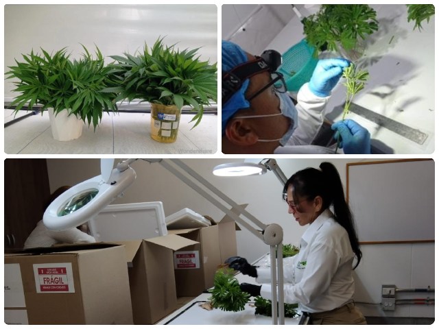Primera exportación de material de vegetal de propagación de cannabis sativa 