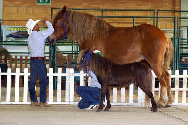 ICA vacuna 900 animales entre caballos, mulas y asnos en el Departamento del Cesar ante foco de encefalitis equina venezolana.