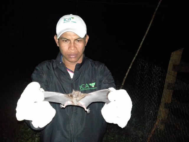 El ICA realizó jornada de captura de murciélagos hematófagos en Vaupés