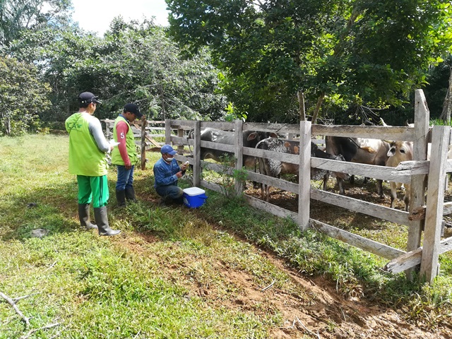 En el Vaupés, el ICA supervisa el desarrollo del primer ciclo de vacunación contra la fiebre aftosa y la brucelosis bovina