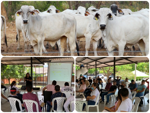 En Cundinamarca, el ICA comprometido con el primer ciclo de vacunación contra la fiebre aftosa y brucelosis bovina