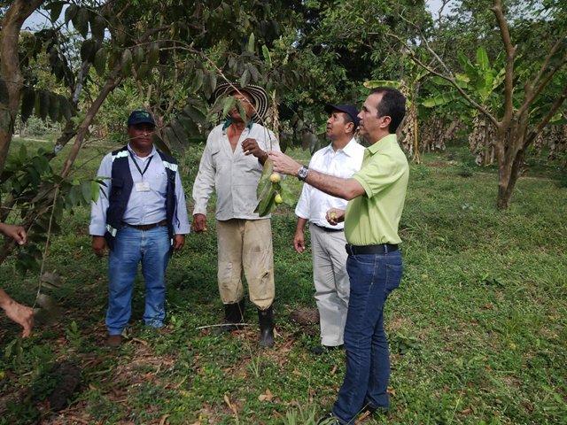 El ICA inspecciona actividades de control fitosanitarios en el cultivo de guayaba