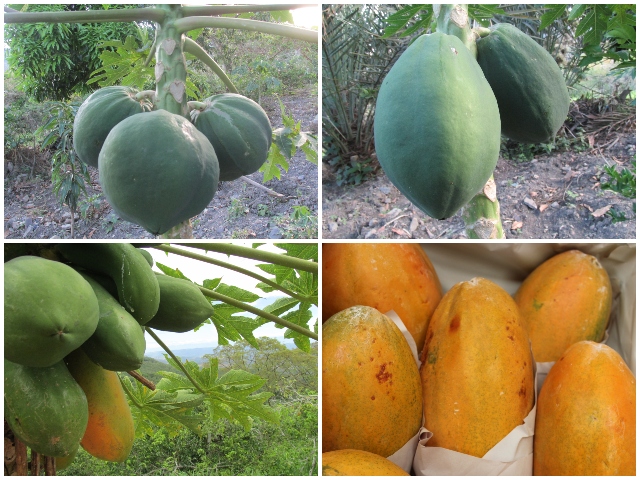 Predios productores de papaya.