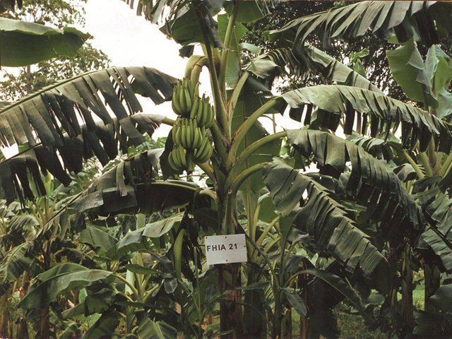 ICA concentra esfuerzos para ganarle la batalla al Moko del plátano en el Quindío 