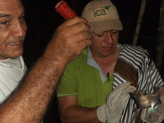 El ICA  busca  prevenir rabia silvestre en el Tolima