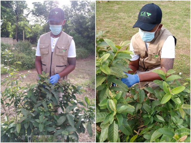 Visitas de monitoreo e inspección en predios de guayaba de San Andrés 
