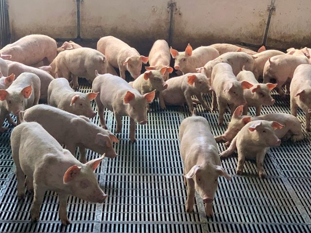 ICA fortalece la vigilancia sanitaria de predios porcícolas de alto riesgo en Arauca