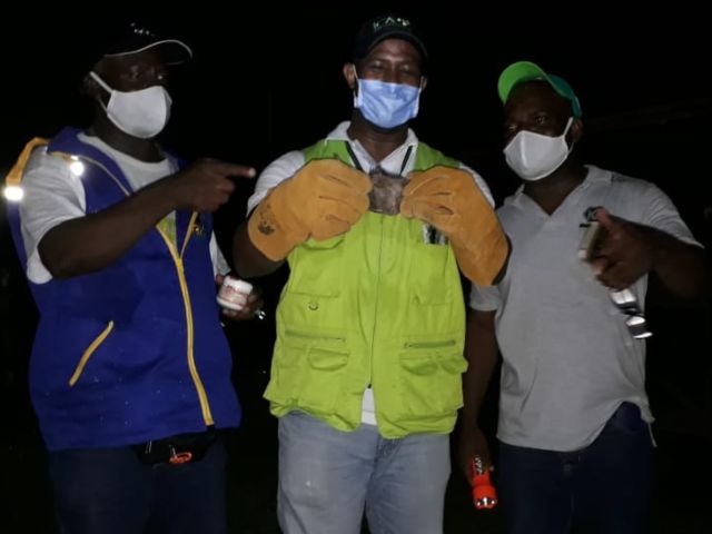 Con jornadas de captura de murciélagos hematófagos, el ICA previene la rabia de origen silvestre en el Chocó