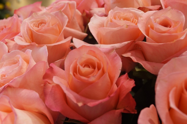 Foto-ICA-Flores-colombianas-estan-listas-para-San-Valentin-1.jpg