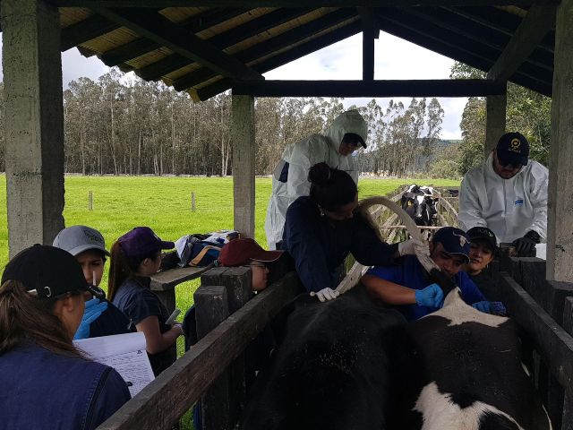 En Cundinamarca se fortalecen los programas de brucelosis y tuberculosis bovina. 