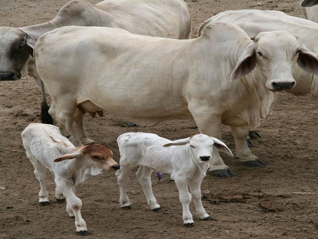 ICA modifica medidas sanitarias para la prevención, control y erradicación de la brucelosis bovina 