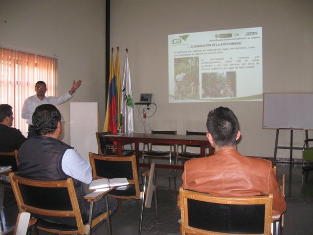 El ICA capacita a coordinadores de las Umatas de Nariño sobre el manejo fitosanitario en los cultivos de plátano