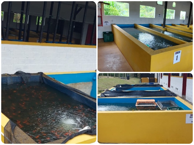 Jornada de exportación de peces 
