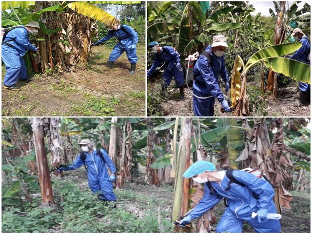 Continúa el control y erradicación del moko en cultivos de plátano en el Quindío 