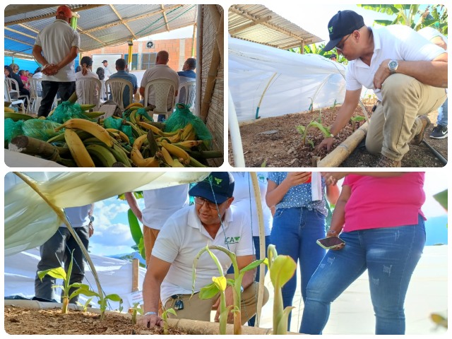 ICA-VALLE-CAUCA-2.jpg