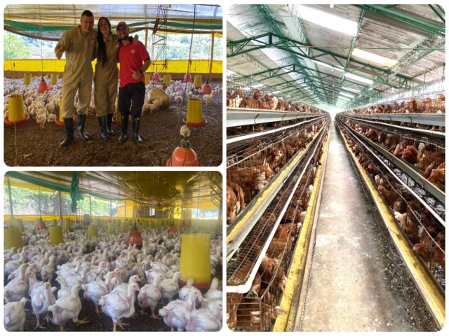 El ICA visita granjas avícolas bioseguras en Antioquia.