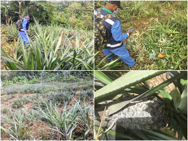 Jornadas de inspección fitosanitarias en el Chocó.
