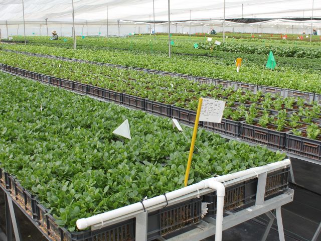 El 30 de septiembre de 2019 vence el plazo para el pago de la tarifa por mantenimiento de variedades vegetales protegidas por Derecho de Obtentor