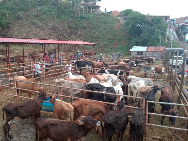El ICA verifica el cumplimiento de las medidas sanitaras en las concentraciones ganaderas de Risaralda.