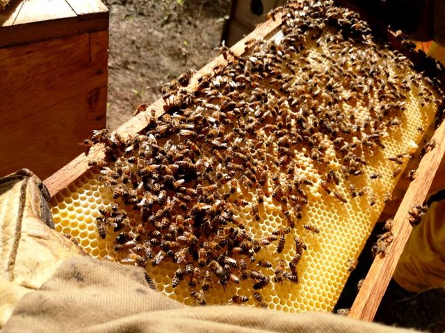 El ICA trabaja para recuperar la apicultura en el departamento del Putumayo