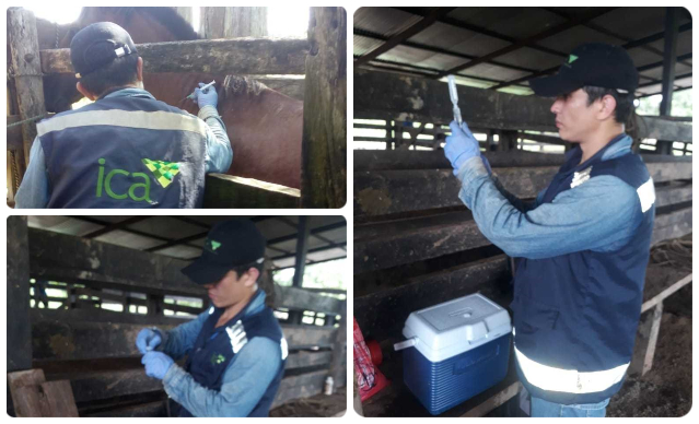 Productores del Guaviare se blindan para evitar el ingreso de la encefalitis equina venezolana 