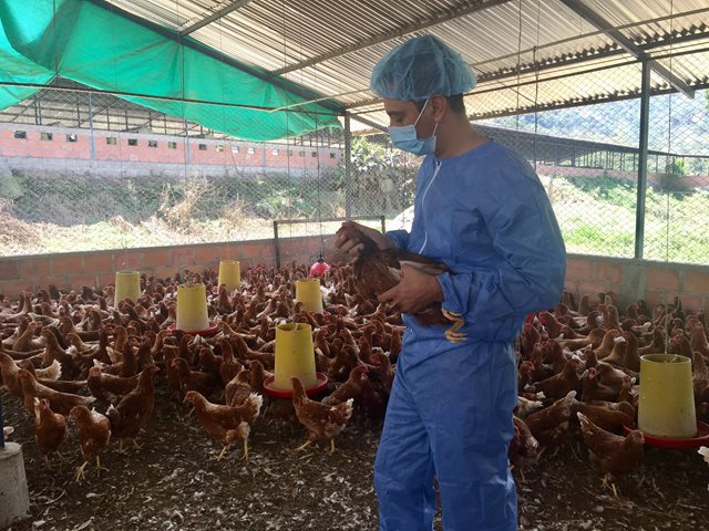 Granjas avícolas que no estén certificadas como bioseguras podrían recibir sanciones 