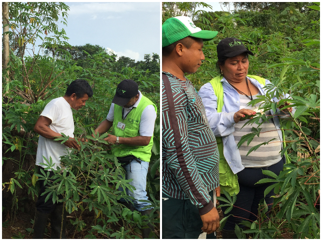 Comunidades indígenas del Vaupés trabajan articuladamente con el ICA para fortalecer la productividad de sus cultivos 