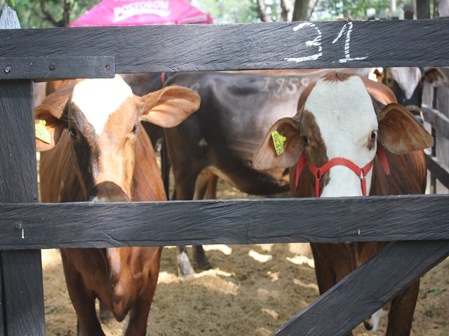 El ICA atiende foco de rabia silvestre en Caquetá