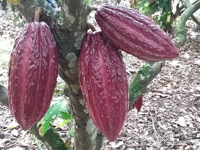 El ICA realizó visitas sanitarias a fincas cacaoteras de Bolívar