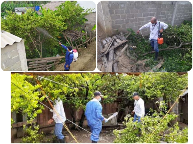 El ICA atiende alerta por reportes de HLB de los cítricos en árboles de traspatio en el Urabá antioqueño
