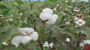 Algodon-Tolima-3.JPG