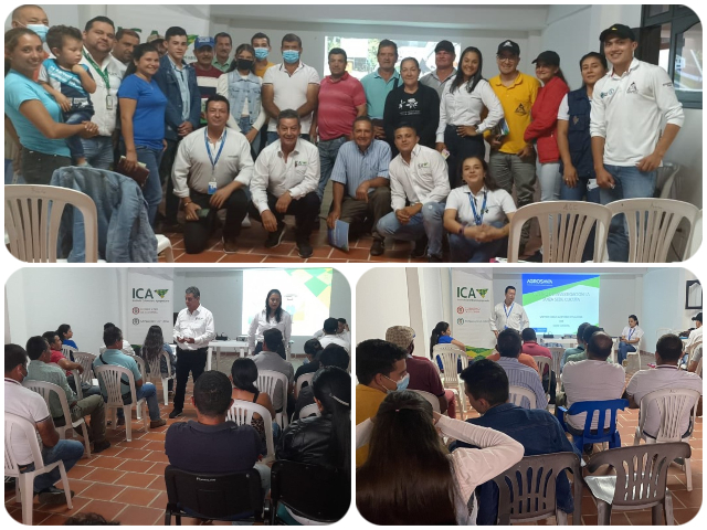 Prevenir, controlar y erradicar enfermedades en cultivos de plátano y banano, objetivo de productores de Villa Caro
