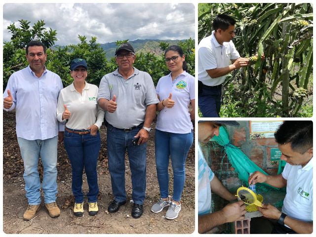 Más productores vallecaucanos registran sus predios como productores de vegetales para exportación en fresco  