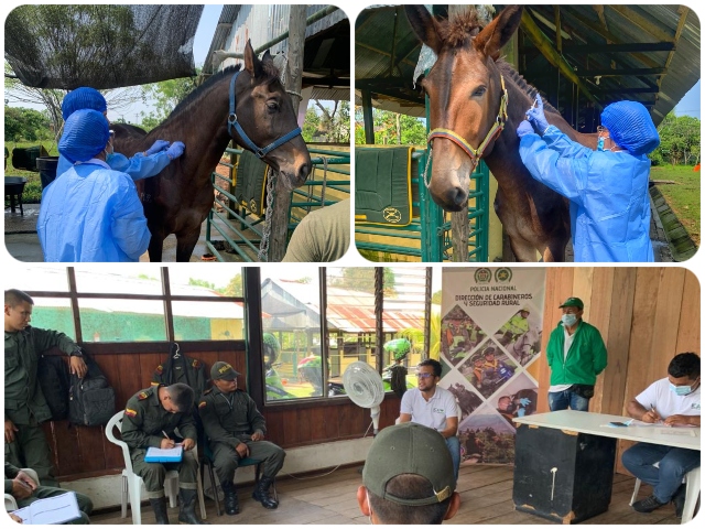 Vacunación contra EEV a equinos de la Policía Nacional en Amazonas