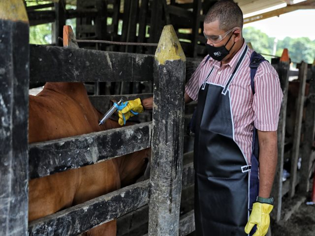 El ICA y Fedegán logran cobertura del 98,8 % del inventario bovino y bufalino vacunado contra fiebre aftosa en primer ciclo del 2023