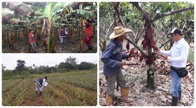 Productores de  las veredas Caños Negros, Caño Raya y San Vicente Bajo, de Puerto Rico, Meta, ofrecen calidad e inocuidad 