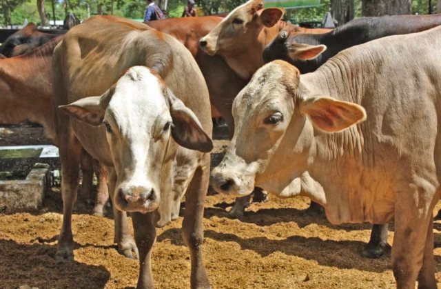 El ICA participa en el II Congreso Colombiano y del Caribe en Producción Animal 