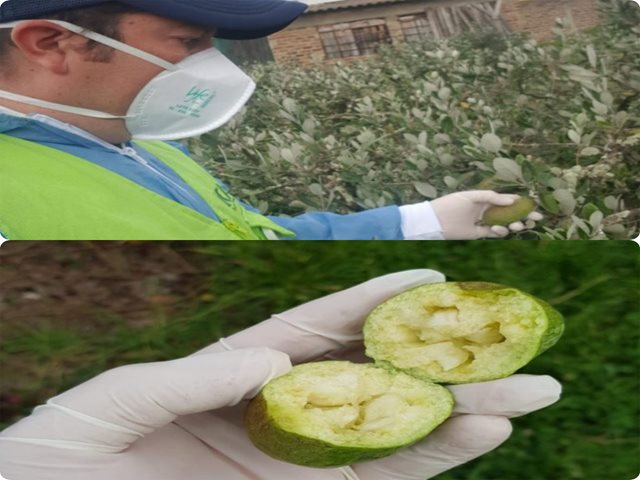 Con calidad, frescura y sabor, así son las frutas que el ICA y Boyacá entregan a los consumidores 